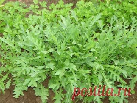 РУКОЛА. ВЫРАЩИВАНИЕ  


 
 



Рукола (на латыни – Eruca sativa) относится к семейству капустных, одно- или двухлетнее растение, имеет также другие названия: рокет-салат, индау, аругула, эрука салатная. Растет до 60-80 с…