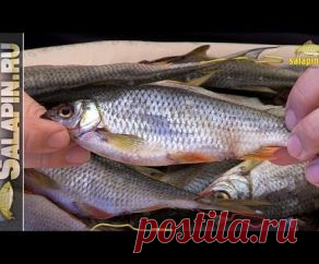 ​Густера – это кто?