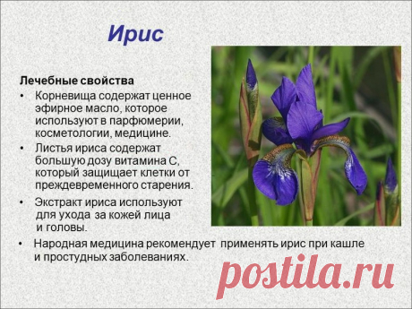 Ирис - лечебные свойства
