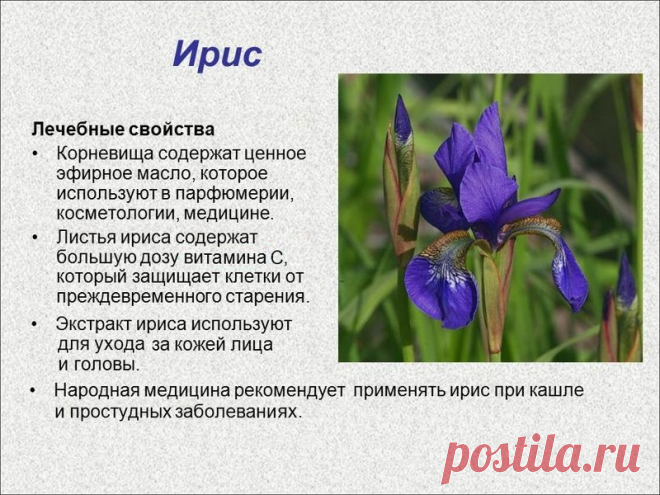 Ирис - лечебные свойства