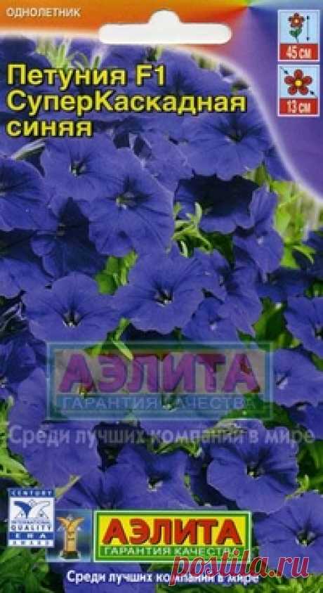 Семена. Петуния суперкаскадная, синяя, однолетник 10 штук. Всхожесть: 99%.
Однолетник.
Высота растения: 45 см.
Диаметр цветка: 13 см.
Изумительные цветки нового сорта петунии раскрываются один за другим без перерыва с июля по октябрь и своей сияющей окраской привлекают к себе внимание еще издалека. Компактные кустики с каскадами соцветий...