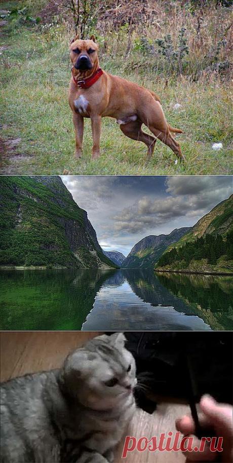 Блог Zoo-Flo о растениях и о животных, растения, животные | Блог ZooFitoSfera о растениях, животных и интересном