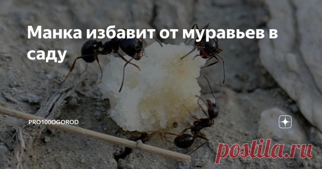 Манка избавит от муравьев в саду Борьба с муравьями на огороде – хлопотное дело. Эти насекомые безвредны для взрослых растений, но могут объедать корешки рассады, а еще они распространители сорняков и тли. Поэтому нельзя медлить с избавлением от муравьев, и хороший способ быстро решить проблему – использование манки. Этот пищевой продукт действует эффективно, при этом не несет вреда для огородной растительности.
Принцип действия