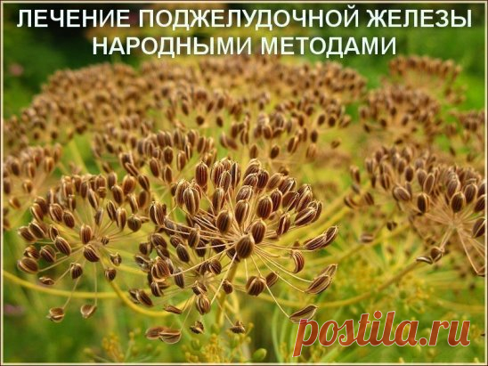 ЛЕЧЕНИЕ ПОДЖЕЛУДОЧНОЙ ЖЕЛЕЗЫ НАРОДНЫМИ МЕТОДАМИ 
То, чего не расскажет ни один врач!
Поджелудочная железа — один из важных внутренних органов 
человеческого тела, который отвечает за наше пищеварение. Сбой в работе поджелудочной чреват осложнениями и целым рядом заболеваний, таких как панкреатит или сахарный диабет. К счастью, есть прекрасные народные средства, которые помогают лечить этот орган не хуже лекарств. Если у тебя есть проблемы с этим важнейшим органом — наша статья для тебя!
Рецепт