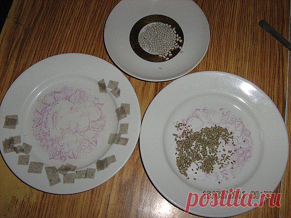 Я МОРКОВКУ ЛЮБЛЮ И СЕМЕНА ГОТОВЛЮ ЗИМОЙ ..