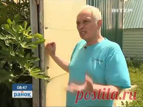 111. Выращиваем инжир дома Ранок з Інтером 23.06.2015 - YouTube