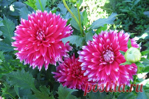 КАК ПОДГОТОВИТЬ ГЕОРГИНЫ К ПОСАДКЕ | Самоцветик