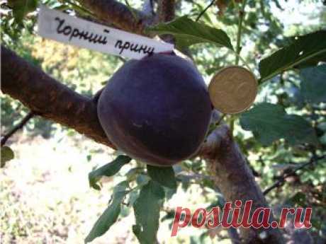 Черный абрикос - Садоводка