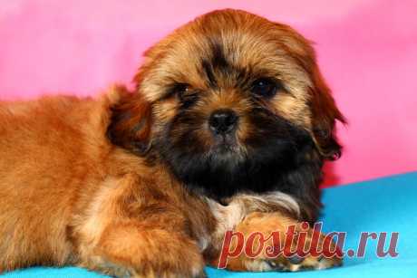 (38) Светлана Михайлова