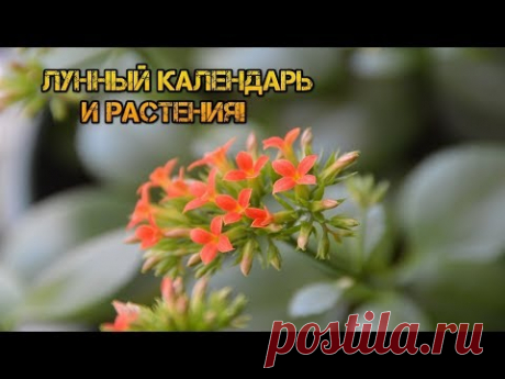 Лунный календарь и растения. Каланхоэ и результат работы с лунным календарём .