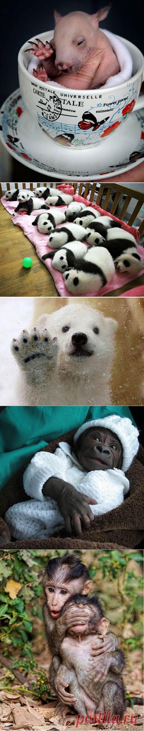 Самые милые животные