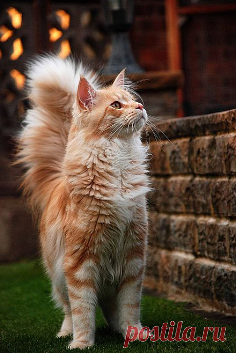 Oscar 8 months old | Flickr - Photo Sharing!