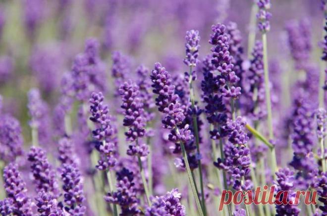 Как размножить лаванду в домашних условиях: описание способов