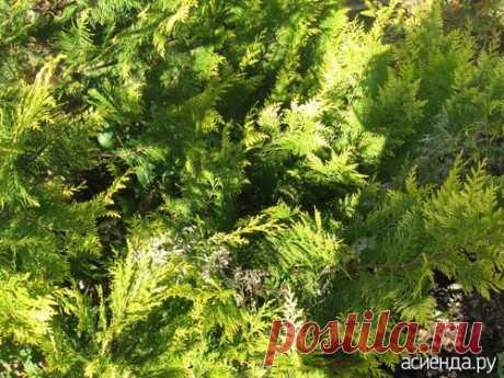 Вот такая вот беда!: Группа Практикум садовода и огородника