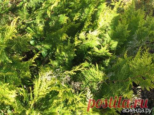 Вот такая вот беда!: Группа Практикум садовода и огородника