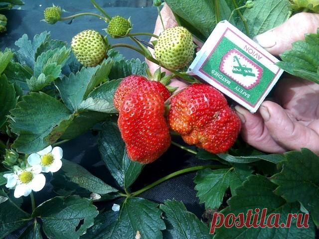 (27) Одноклассники