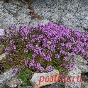 Правила посадки и ухода за тимьяном ползучим