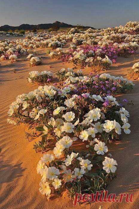 ♥ღ♥Лучшие фото недели♥ღ♥