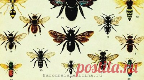 (+1) Лучшие народные средства от укусов различных насекомых