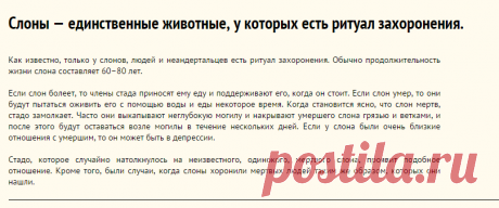 Слоны — единственные животные, у которых есть ритуал захоронения.