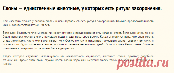 Слоны — единственные животные, у которых есть ритуал захоронения.