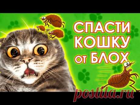 Как вывести блох у кошки. Советы ветеринара.