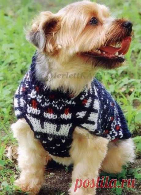 УТЕПЛЯЕМ ЛЮБИМОК - ВЯЖЕМ БЕЗРУКАВКУ СПИЦАМИ / Всё из мира рукоделия (изучаю и делюсь различными техниками и видами рукоделия)