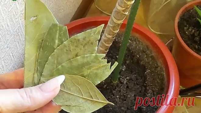 Необычные полезные свойства лаврового листа! Крутейший лайфхак для хозяек!