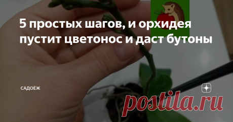 5 простых шагов, и орхидея пустит цветонос и даст бутоны Вся красота орхидеи раскрывается именно в период цветения. Среди широких мясистых раскидистых листьев вырастает стройный цветонос, на вершине которого появляются сразу несколько бутонов, вскоре превращающихся в яркие элегантные цветы.
Если правильно ухаживать за орхидеей, выпускать бутоны она будет не один раз в год и радовать вас красотой цветов бОльшую часть года.
Что же делать, если ваша