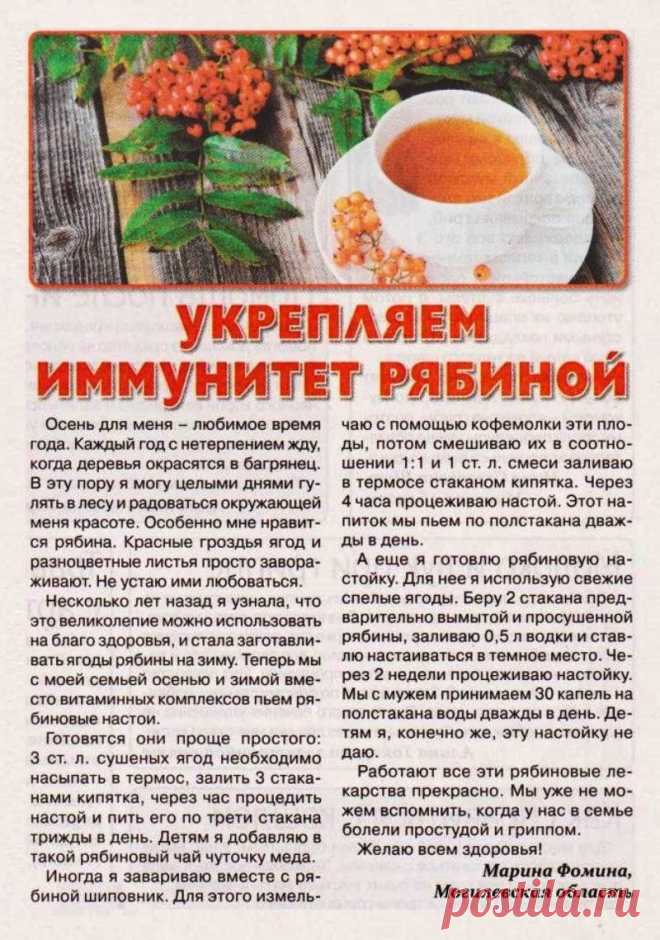 Укрепляем иммунитет рябиной
