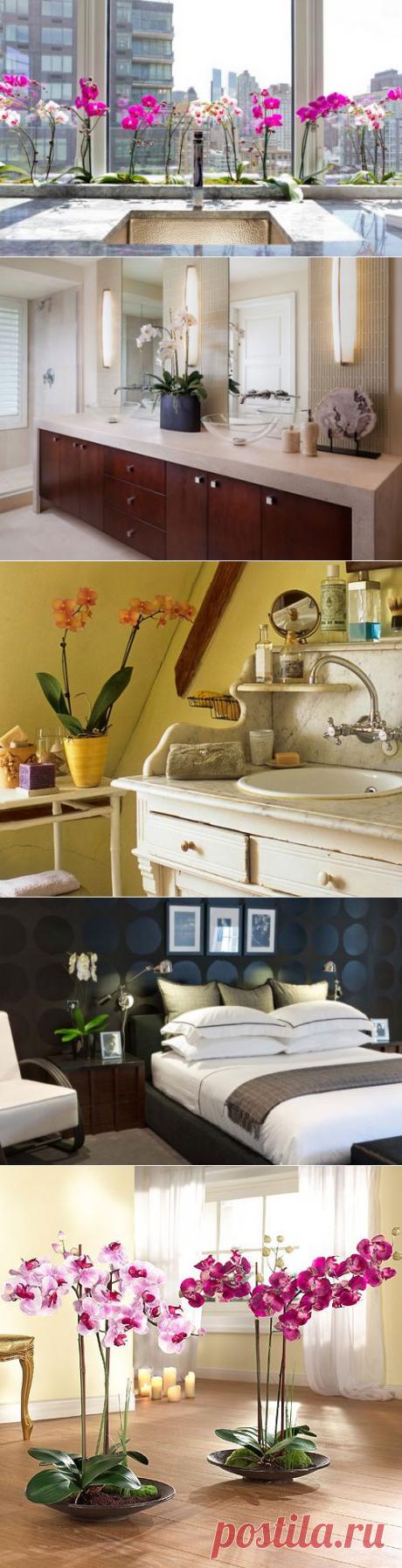 Как разместить орхидею в интерьере | Наш уютный дом