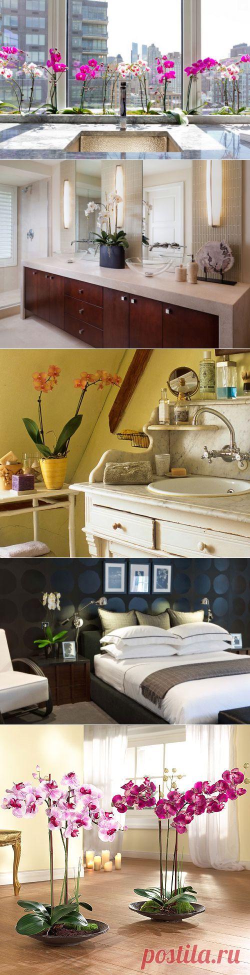 Как разместить орхидею в интерьере | Наш уютный дом