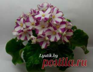 секрет цветущих фиалок