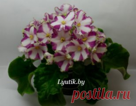секрет цветущих фиалок