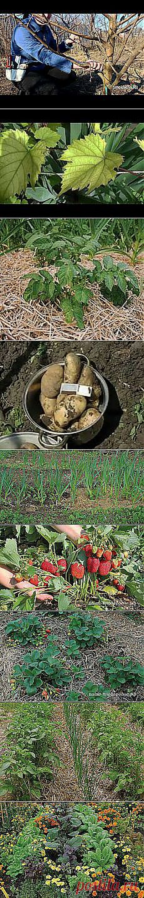 Александр Белугин: Сад и огород | Постила.ru