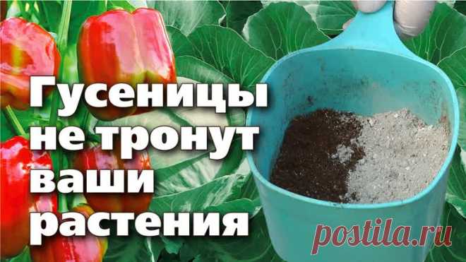 Челябинский опыт борьбы с вредителями в каждый сад !
Простой способ избавиться от гусениц на овощах. Доступные компоненты - отличный результат.
★ Садовод из Челябинска Светлана Иосифовна Мартынова в этому видео поделится своим секретом защиты овощей от гусениц и слизней. Она готовит особую смесь, которая отпугивает ползающих вредителей. Компоненты данного средства доступны каждому, а эффективность у получившегося препарата очень высокая. Попробуйте приготовить отпугивающее...
