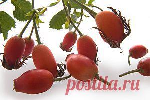 Отвар шиповника для похудения |Шиповник издавна известен своими полезными свойствами. Им не только лечатся, но и поддерживают здоровье в норме, укрепляя иммунитет отваром из этих ягод. Шиповник богат ...