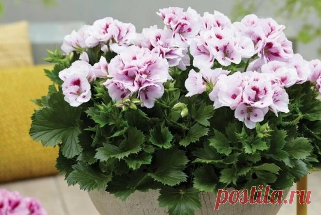 Знаете какие растения притягивают в дом любовь? | 6 соток