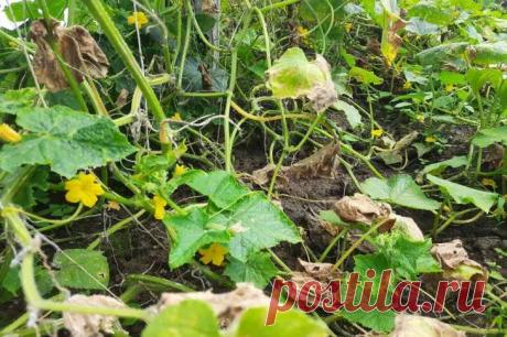 Эти огурцы не боятся прохладного лета: завязываются в холода и проливные дожди. Селекционеры позаботились о защите этого гибрида от мучнистой росы, кладоспориоза, огуречной мозаики, а также холодов и плохого освещения.