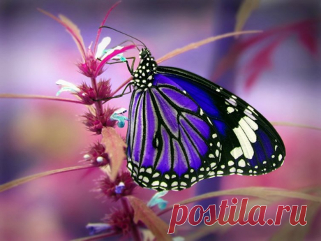 The soul of nature | Душа природы