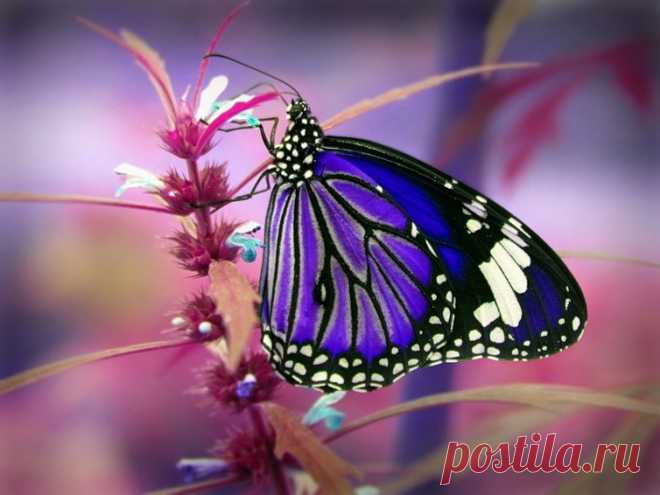 The soul of nature | Душа природы