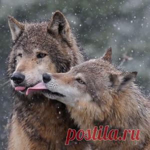 Влюбляются один раз в жизни....