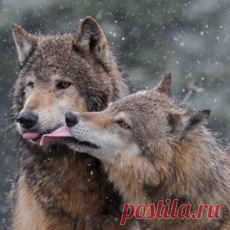 Влюбляются один раз в жизни....