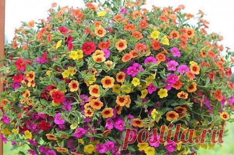 «Миллион колокольчиков » или калибрахоа