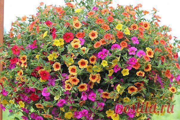 «Миллион колокольчиков » или калибрахоа