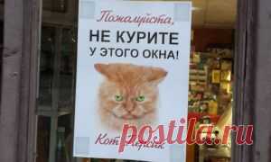 Антистрессовые котята