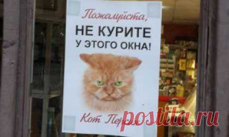 Антистрессовые котята