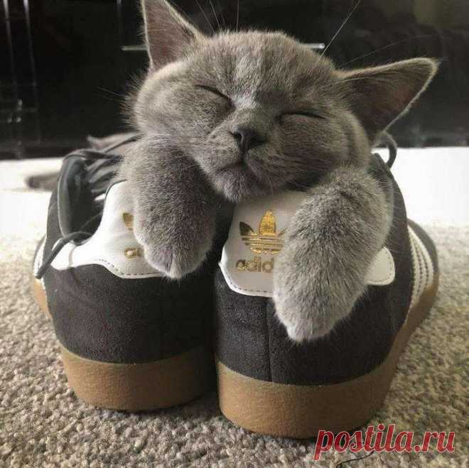 Эти животные решили вздремнуть, тем самым круто повеселили всех вокруг