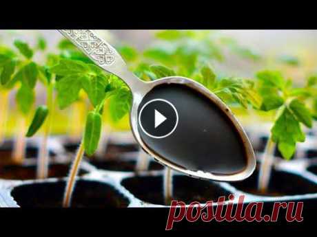 Томаты Обожают Это! Самая Любимая Подкормка Томатов! #сад#огород#удобрение✔️Сайт - ✔️ТЕЛЕГРАММ КАНАЛ: ✔️ Яндекс Дзен: ✔️Тик Ток: ✔️RUTUBE: Сегодня вам расскажу о подкормки, которую просто обожают томаты....