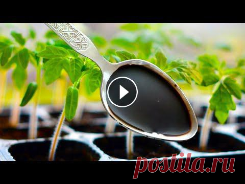Томаты Обожают Это! Самая Любимая Подкормка Томатов! #сад#огород#удобрение✔️Сайт - ✔️ТЕЛЕГРАММ КАНАЛ: ✔️ Яндекс Дзен: ✔️Тик Ток: ✔️RUTUBE: Сегодня вам расскажу о подкормки, которую просто обожают томаты....